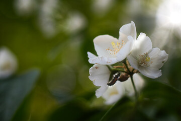 Blume mit Raupe