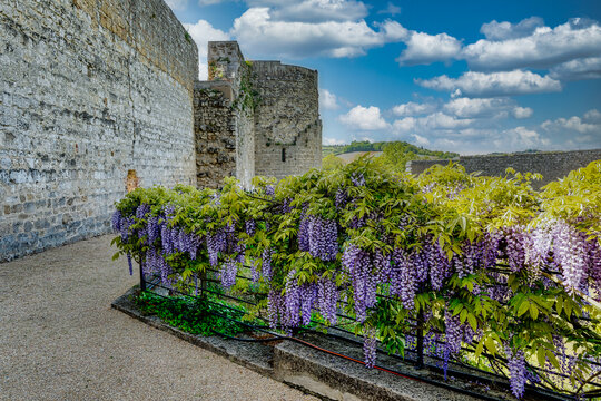 Panorama on the wisteria and the walls of the castle of Staggia Siena Tuscany Italy