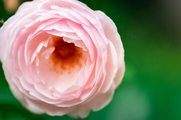 Tenderness pink Rose flower in flower garden. Beautiful rose flower over blurred green background. Flowering background of bloom pink rose in summer in rose garden. Floral background