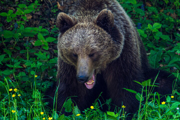 Wild bear on a road in Romania