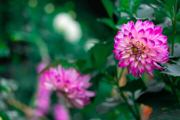 Obraz premium Purple Dahlia flower in garden. Beautiful dahlia flower over blurred green background. Flowering background of bloom purple dahlia in summer in flower garden. Floral background