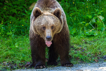 Fototapeta na wymiar Young bear on a road in Romania