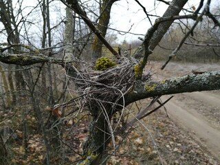 tree in the forest