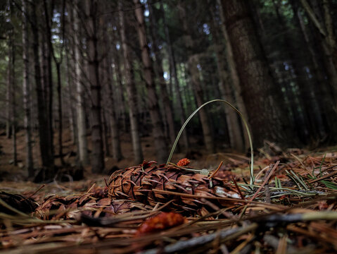 Bosquecito de Duendes