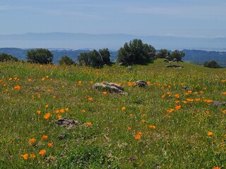 Poppy flowers bloom in the Las Trampas hills overlooking the East Bay shore and cities
