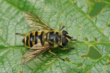 Detailed closeup on a Deadhead hoverfly, Myathropa florea , sitting on a green leaf