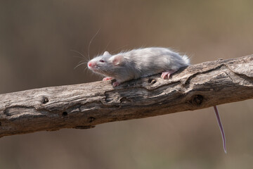 raton comun en una rama 