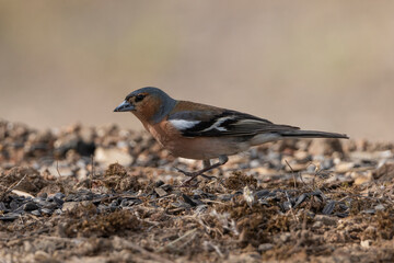 pinzón vulgarcomiendo semillas en el suelo (Fringilla coelebs)