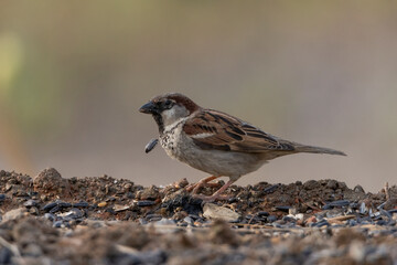 gorrión común (Passer domesticus)