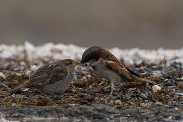 gorrión común alimentando a un pollo (Passer domesticus)