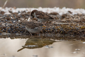 gorrión común alimentando a un pollo (Passer domesticus)
