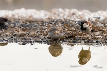 gorrión común alimentando a un pollo (Passer domesticus)