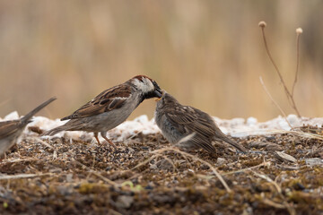 gorrión común alimentando a un pollo (Passer domesticus)