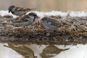gorrión común alimentando a un pollo (Passer domesticus)