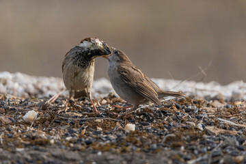 gorrión común macho alimentando a una cria(Passer domesticus)
