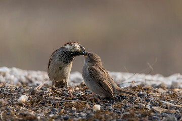  gorri&oacute;n com&uacute;n adulto cebando a un pollo (Passer domesticus)