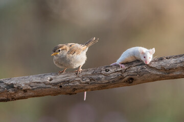gorrión común juvenil junto a un raton en una rama (Passer domesticus)