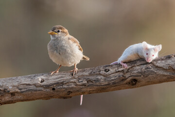 gorrión común juvenil junto a un raton en una rama (Passer domesticus)