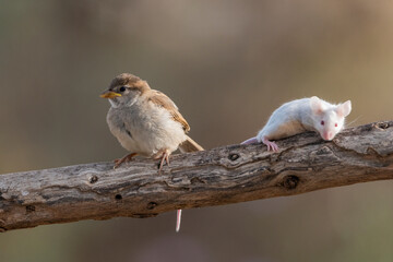 gorrión común juvenil junto a un raton en una rama (Passer domesticus)