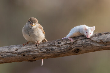 gorrión común juvenil junto a un raton en una rama (Passer domesticus)