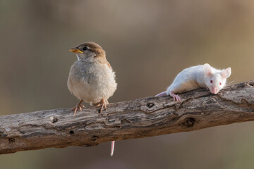 gorrión común juvenil junto a un raton en una rama (Passer domesticus)