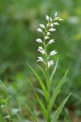 Buławnik mieczolistny- gatunek storczyka