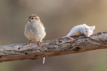 gorrión común juvenil junto a un raton en una rama (Passer domesticus)