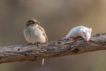 gorrión común juvenil junto a un raton en una rama (Passer domesticus)