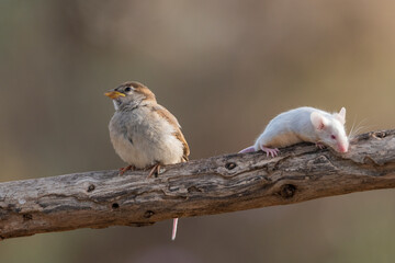 gorrión común juvenil junto a un raton en una rama (Passer domesticus)