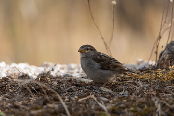  gorrión común juvenil posado en el suelo del parque (Passer domesticus)