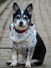 Naklejka na ściany i meble Little spotted dog. Command sit down. Crossbreed dog. Portrait of a dog 