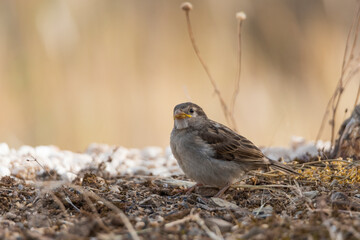 cria de  gorrión común en el suelo del parque (Passer domesticus)