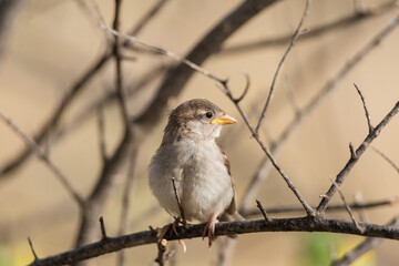  gorrión común juvenil posado en una rama (Passer domesticus)