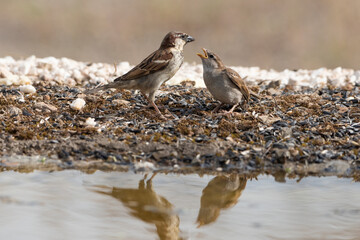  gorrión común adulto cebando a un pollo (Passer domesticus)