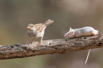  gorrión común juvenil junto a un raton en una rama (Passer domesticus)