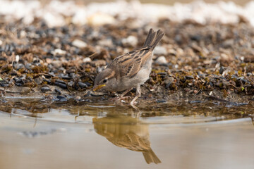  gorrión común juvenil bebiendo y reflejado en el agua del estanque (Passer domesticus)