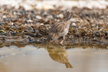  gorrión común juvenil bebiendo y reflejado en el agua del estanque (Passer domesticus)