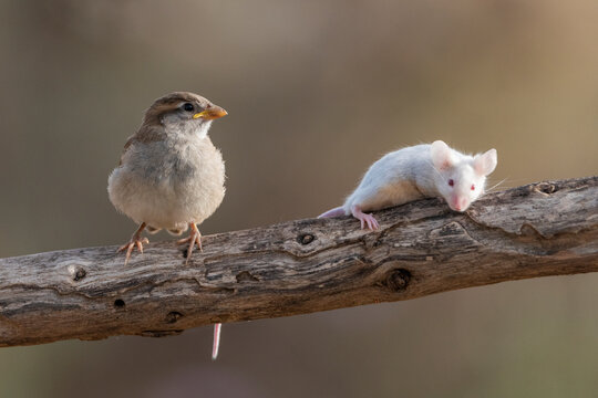gorrión común juvenil junto a un raton en una rama (Passer domesticus)