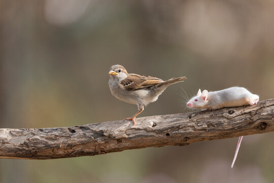  gorrión común juvenil junto a un raton en una rama (Passer domesticus)