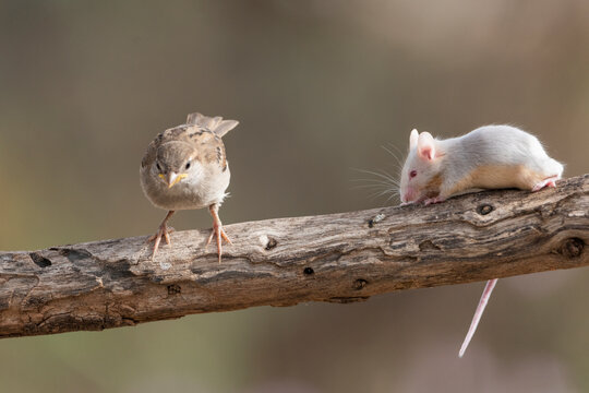 gorrión común juvenil junto a un raton en una rama (Passer domesticus)