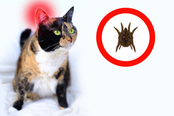 adult dark tricolor domestic female cat sits on light plush background, enlarged ear mite in red...