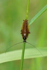 Vertical closeup on a forest or lesser cockroach, Ectobius sylvestris hanging on a grass straw