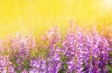 background with purple wildflowers in the field
