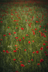 Panorama with red poppies. Idyllic view, meadow with red poppies blue sky in background Bavaria Germany