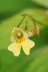 Fototapeta premium Vertical closeup on a yellow flower of the small-flowered touch-me-not, Impatiens parviflora