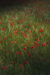 Panorama with red poppies. Idyllic view, meadow with red poppies blue sky in background Bavaria Germany