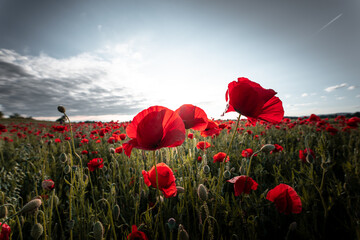 Plakat Panorama with red poppies. Idyllic view, meadow with red poppies blue sky in background Bavaria Germany