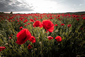 Obraz premium Panorama with red poppies. Idyllic view, meadow with red poppies blue sky in background Bavaria Germany