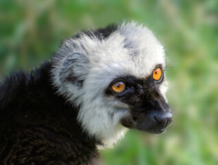 White-fronted lemur (Eulemur Albifrons) portrait, profile. A pretty portrait of a male lemur. The white-colored head is a typical feature of males, females have a gray-brown head.