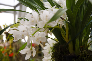 white flowers in the botanic garden in Prague on the orchid exhibition